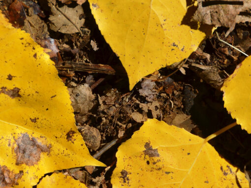 Otoño en Jaén: la época ideal para disfrutar de Jaén en familia