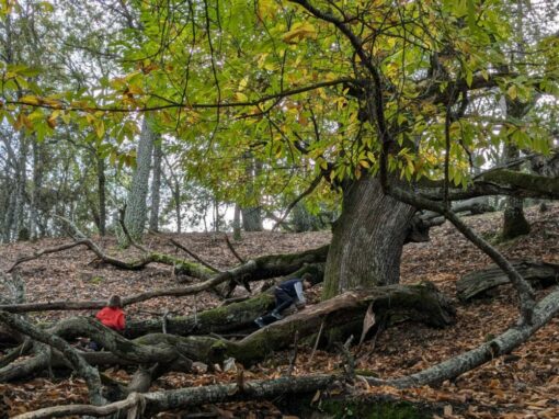 Castañar de Valdeazores, un plan ideal en otoño con los niños